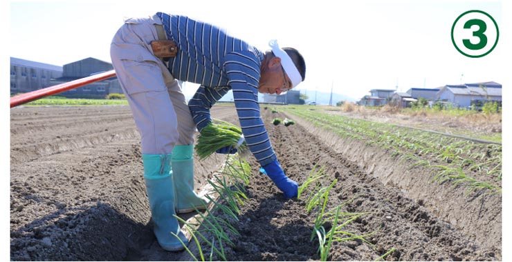てっちゃんの淡路島ｊ玉ねぎ栽培方法