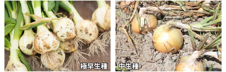 てっちゃんの淡路島ｊ玉ねぎ栽培方法