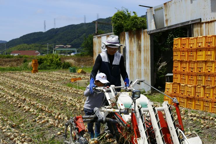 淡路島たまねぎを収穫するてっちゃん