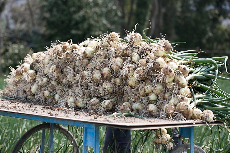 2019年度産淡路島新玉ねぎ 蜜玉（みつたま）３kg/2525ファーム 迫田瞬が有機肥料100％、特別栽培で育てました