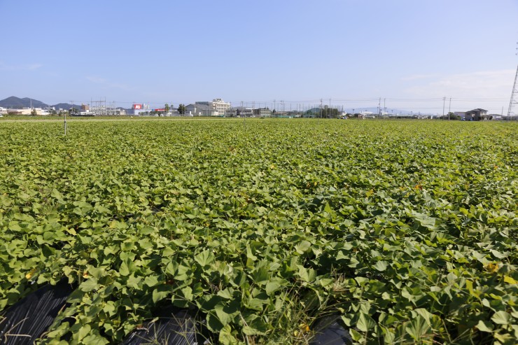 徳島県産鳴門金時(なると金時)