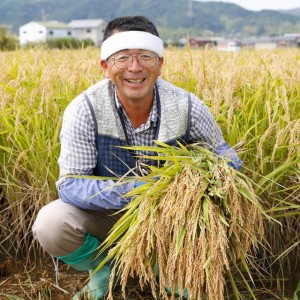 南あわじ市松帆産 てっちゃんのれんげ米コシヒカリ