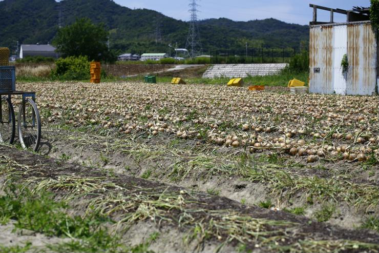 淡路島濱田ファームの田んぼ