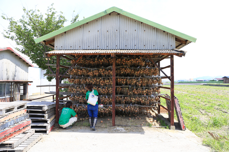 淡路島玉ねぎ蜜玉小屋吊り画像